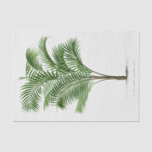 Vintage Palm Tree Calamus Asperrimus Tissue Paper