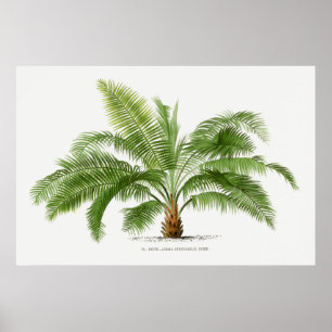 Vintage Palm Tree, Illustration Poster