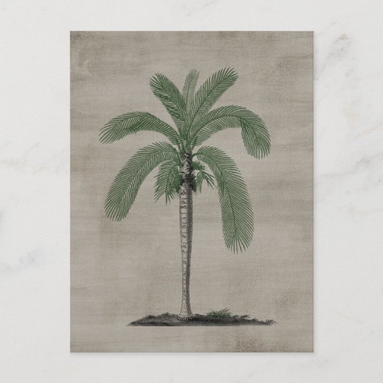 Vintage Palm Tree Postcard | Zazzle.com