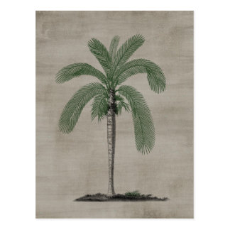 Vintage Palm Trees Postcards | Zazzle