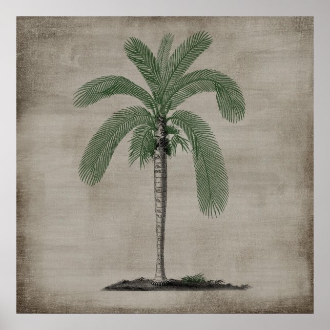Vintage Palm Tree Poster (Front)