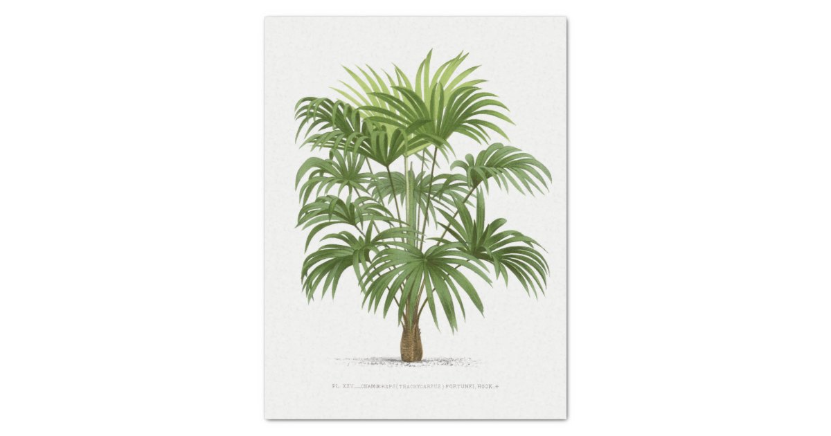 Vintage Palm Tree Tissue Paper Zazzle