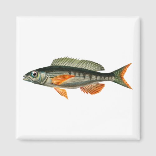 Vintage Pandora fish illustration Magnet