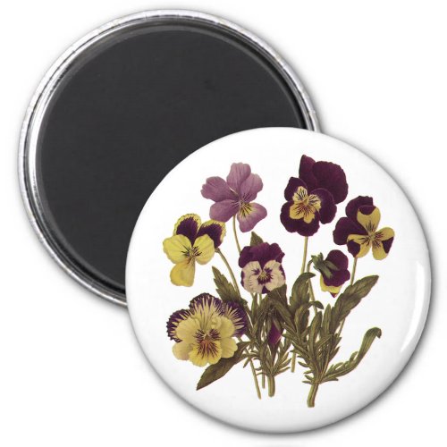 Vintage Pansies in Bloom Floral Garden Flowers Magnet