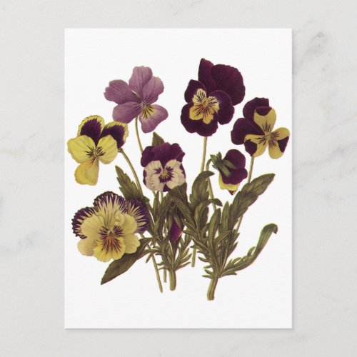 Vintage Pansies in Bloom Floral Garden Flowers Postcard