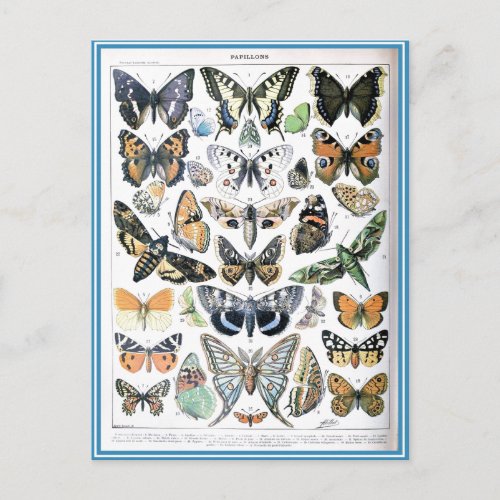 Vintage Papillon Butterflies Illustration Art Postcard