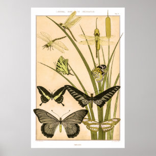 Vintage Papillons & Dragonflies Insect Art Poster