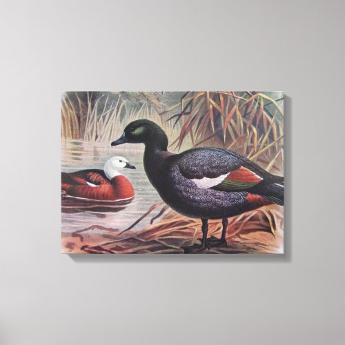 Vintage Paradise Shelduck Canvas Print