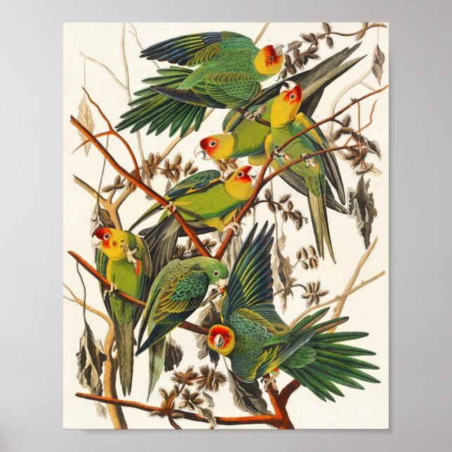 Vintage Parro Illustration Bird Lover Gift Poster (Front)