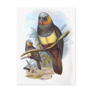 Vintage Parrot Bird PE_GC - Postcard