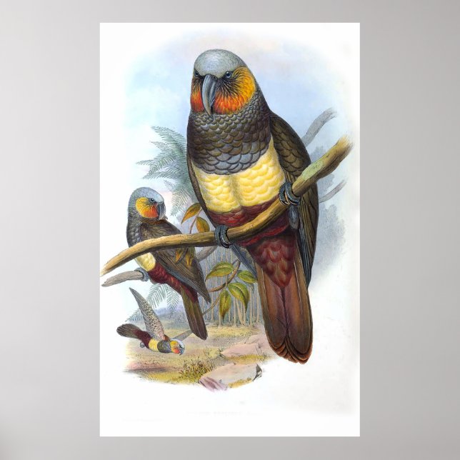 Vintage Parrot Bird Poster (Front)