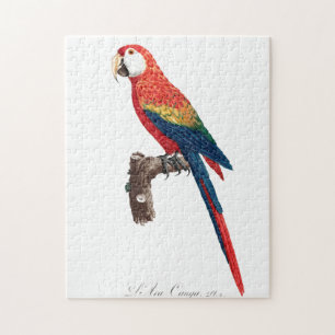 Vintage Parrot - Birds Old Illustration Art Jigsaw Puzzle