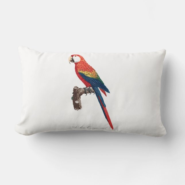 Vintage Parrot - Birds Old Illustration Art Lumbar Pillow (Front)