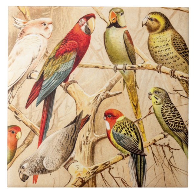 Vintage Parrot Cockatoo Conure Parakeet Cockatiel Ceramic Tile (Front)