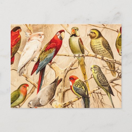 Vintage Parrot Cockatoo Conure Parakeet Cockatiel Postcard