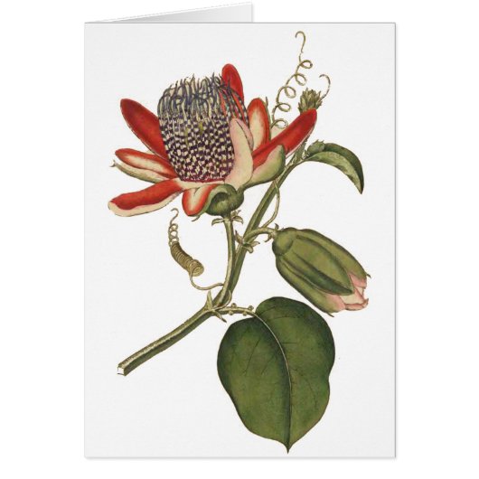 Vintage Passion Flower Cards (Front)
