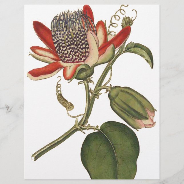 Vintage Passion Flower Flyer (Front)