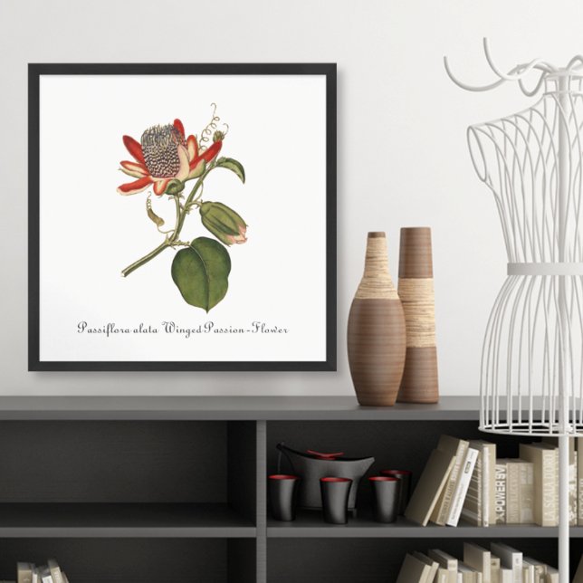 Vintage Passion Flower Illustration Poster (Creator Uploaded)