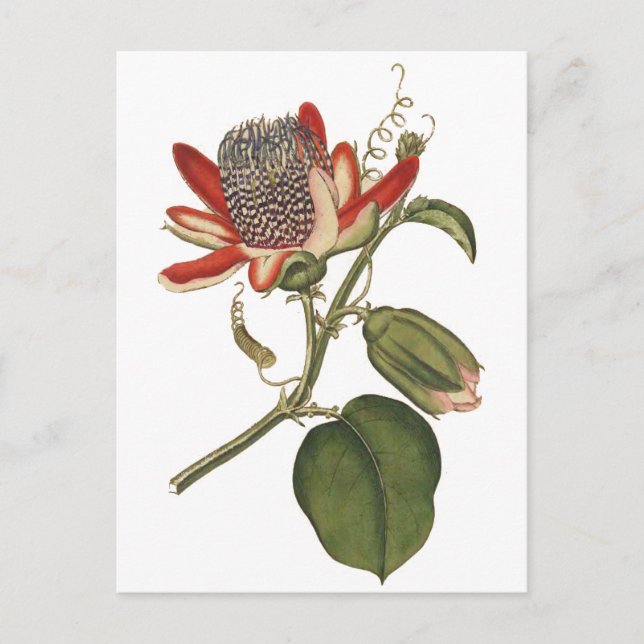 Vintage Passion Flower Postcard (Front)