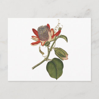Vintage Passion Flower Postcard