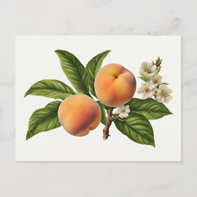 Vintage Peach Fruit Branch with Blossom  Postcard (Front)