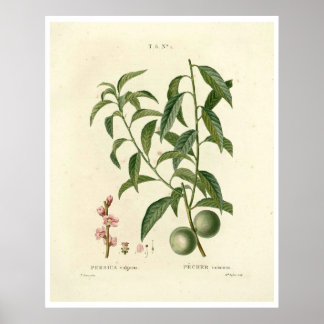 Vintage Peach Tree (Prunus persica) N.1 Poster