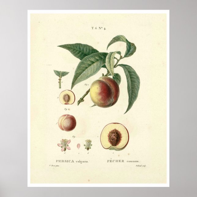 Vintage Peach Tree (Prunus persica) N.4 Poster (Front)