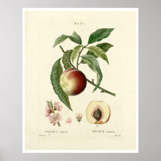 Vintage Peach Tree (Prunus persica) N.7 Poster
