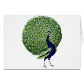 Vintage Peacock (Front Horizontal)