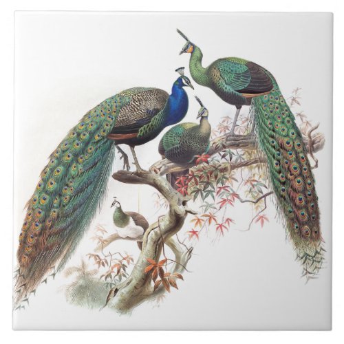 Vintage Peacock Birds Wildlife Animals Tile
