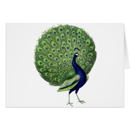 Vintage Peacock Cards (Front Horizontal)