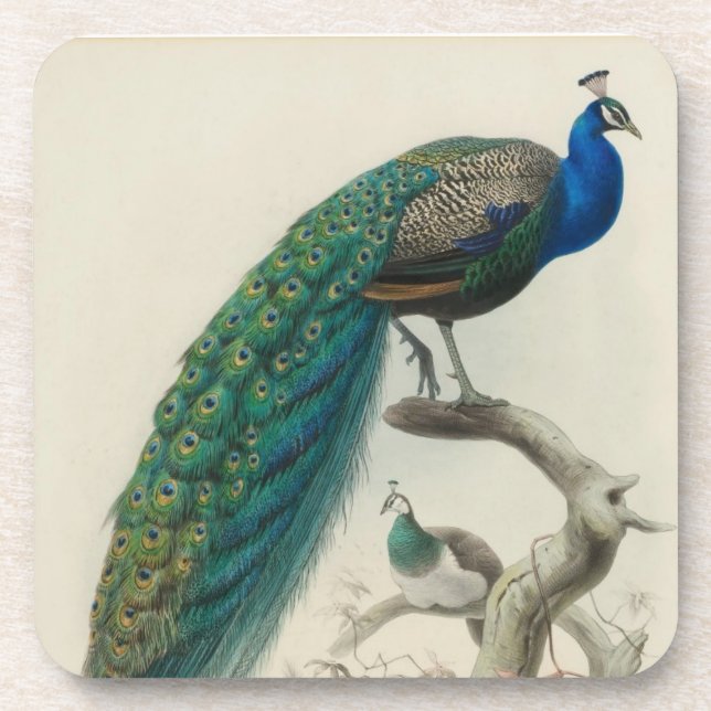 Vintage Peacock Drink Coaster (Front)