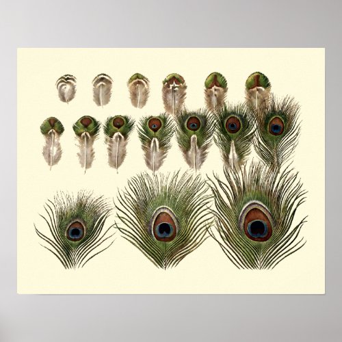 Vintage Peacock Feather Eyes Illustrations Poster