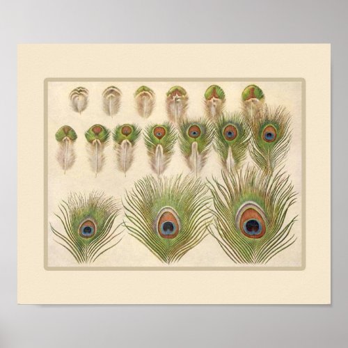 Vintage Peacock Feather Poster