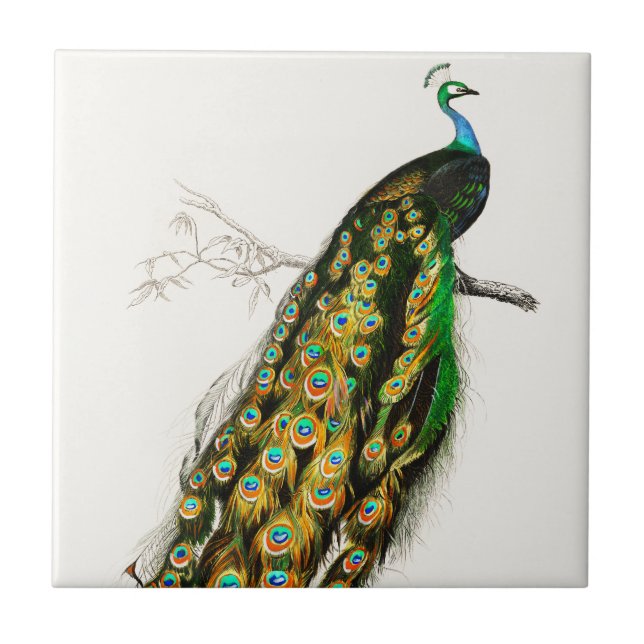 Vintage Peacock Illustration  Ceramic Tile (Front)