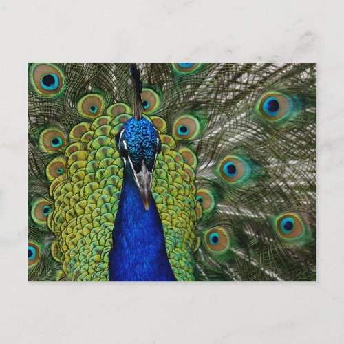 Vintage Peacock Illustration  Postcard