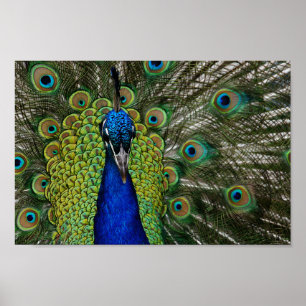 Vintage Peacock Illustration Poster