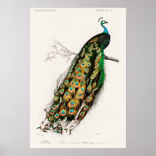 Vintage Peacock Illustration Poster