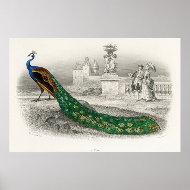 Vintage Peacock Illustration Poster (Front)