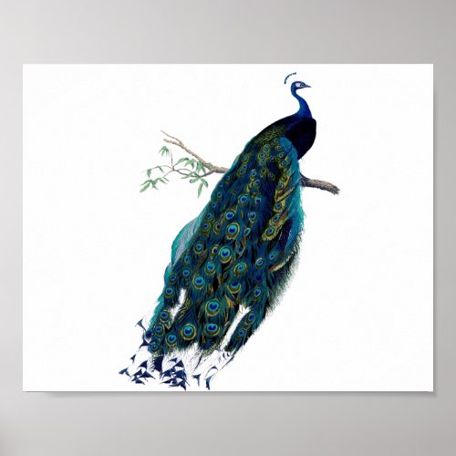 Vintage Peacock Illustration Poster