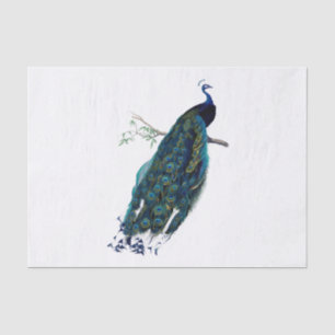 Vintage Peacock Illustration Tissue Paper