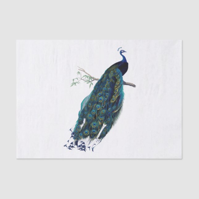 Vintage Peacock Illustration Tissue Paper (Front)