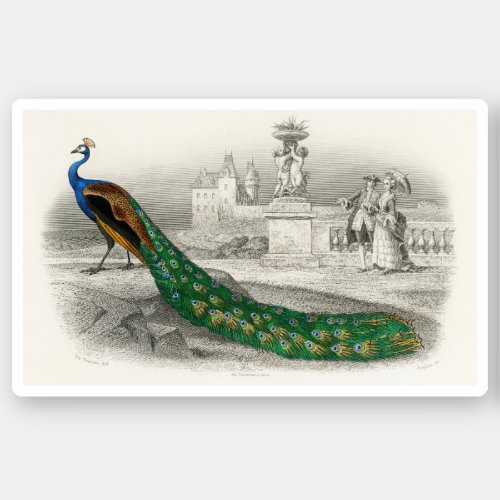Vintage peacock illustration vintage birds sticker