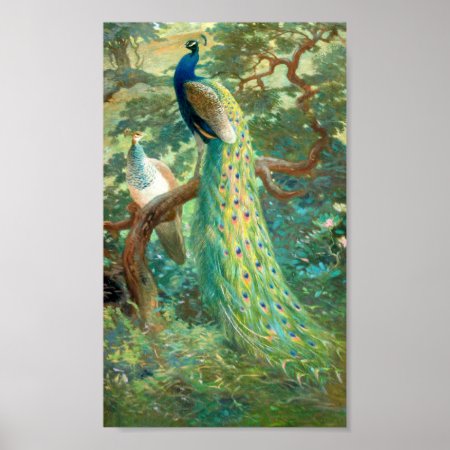 Vintage Peacock Image Poster