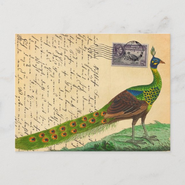 Vintage Peacock Letter with Stamp & Postmark Postcard (Front)
