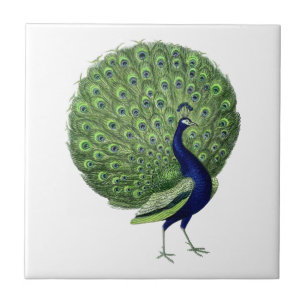 Vintage Peacock Open Fan Ceramic Tile