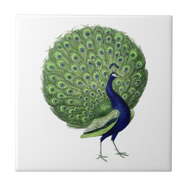 Vintage Peacock Open Fan Ceramic Tile (Front)