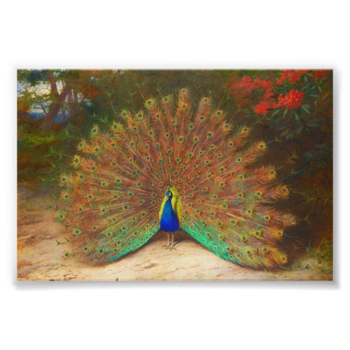 Vintage Peacock Painting Photo Print