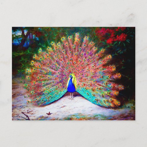 Vintage Peacock Painting Postcard