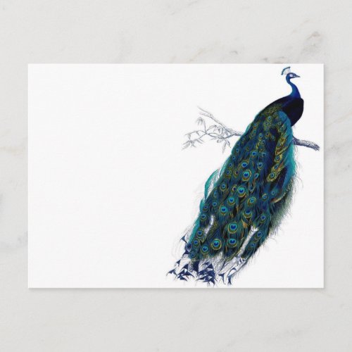 Vintage Peacock Postcard